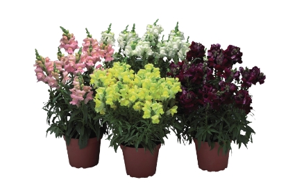 Picture of Antirrhinum Arrow Mix F1